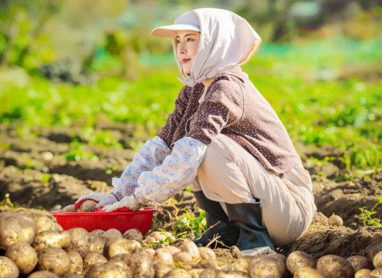 A Safe Peek at The Potato Lab 2025